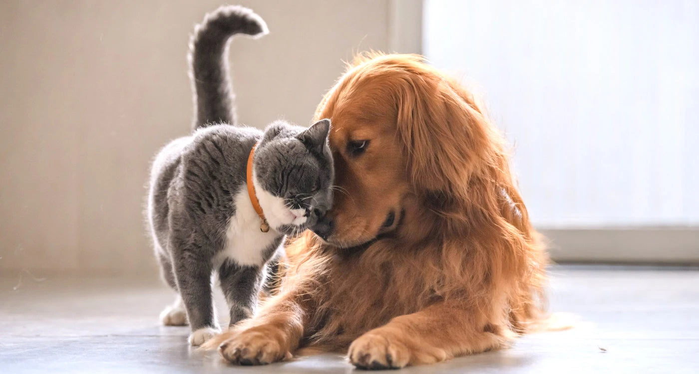 Dog Products