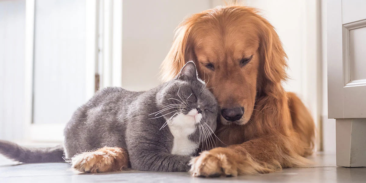 Cat_and_Dog_2.webp