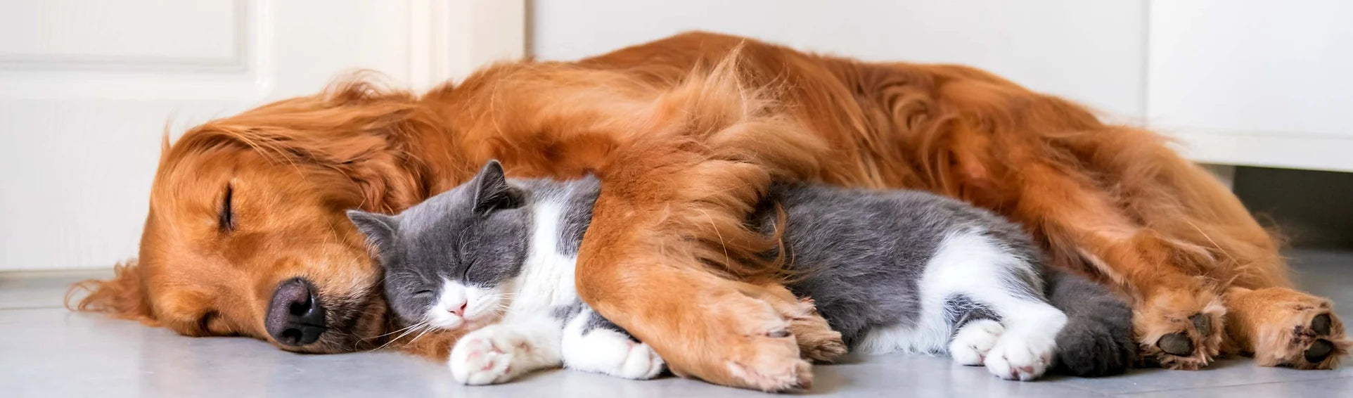Dog_and_Cat_6.webp